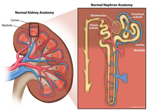 diagram of normal kidney 